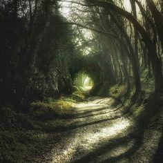 a dirt road with trees on both sides and sun shining through the trees in the middle