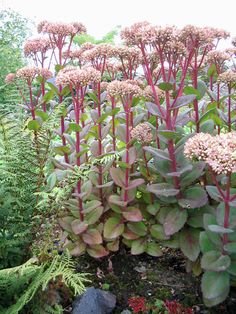 some pink flowers and green plants in a garden