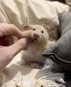 a hamster being petted by someone's hand on top of a blanket