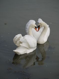 two white swans are swimming in the water with their necks touching each other's heads