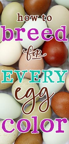 multi colored eggs in blue, green, speckled olive, pink, dark chocolate, aqua, olive, freckled brown and heavy bloom on a white background with text that reads how to breed for every egg color Cream Legbar, Egg Laying Hens, Olive Egger, Egg Pictures, Egg Laying Chickens, Purple Chocolate