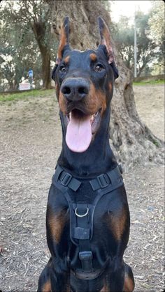 a large black and brown dog sitting in the dirt