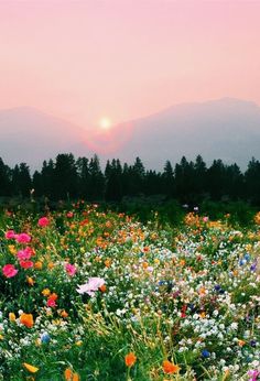 a field full of wildflowers and trees with the sun setting in the background