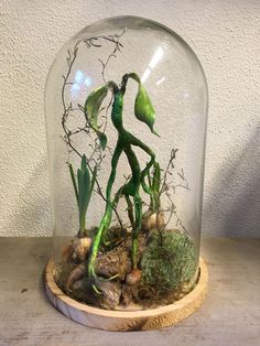 a glass dome with plants inside on a table