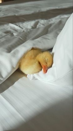 a duckling is hiding in the white sheets