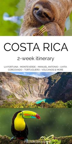 two - week costa rica itinerary with sloth and toucan