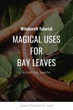 Bay leaves should be added to spells for success and protection! Do a quick spell by writing your wish on a leaf. More inside! Spells For Success, Bay Leaves Uses, Burn Bay Leaves, Magickal Correspondences, Burning Bay Leaves, Bay Laurel, Magickal Herbs, Witch Herbs, Magic Herbs