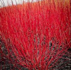 some red plants that are in the dirt