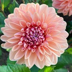 a large pink flower with green leaves around it