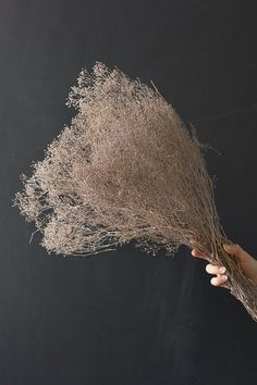 a hand holding dried flowers against a black background