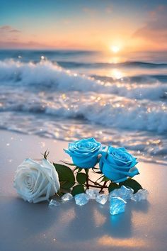 two blue roses sitting on top of a sandy beach next to the ocean at sunset