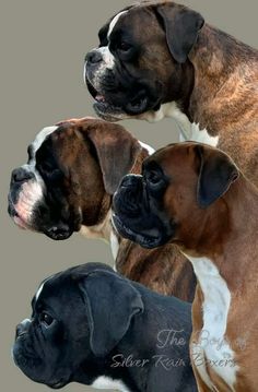 two boxer dogs standing next to each other on a gray background with the same dog's face