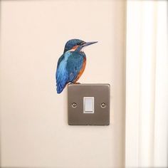 a blue and orange bird sitting on top of a wall light switch plate next to a white door