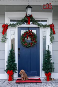 a dog sitting in front of a blue door with christmas wreaths on the side