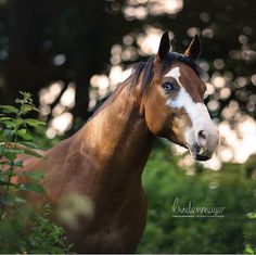 a brown and white horse is standing in the grass with trees behind it on a sunny day