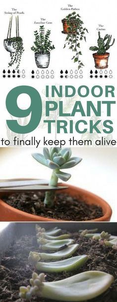 an image of indoor plant tricks to finally keep them alive in the potted plants