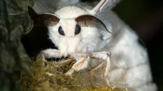 a close up of a white and black insect