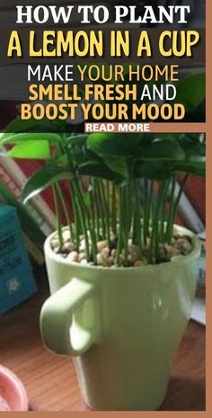 a potted plant sitting on top of a wooden table