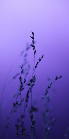 some very pretty looking plants in front of a purple sky with no one on it