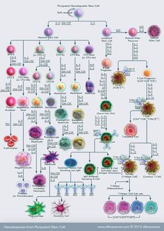 a diagram showing the different types of cell phones and their corresponding functions in each region