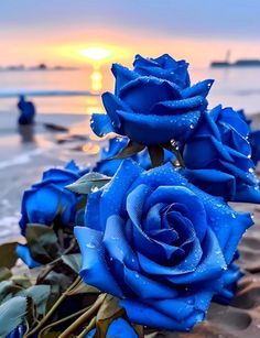 two blue roses sitting on top of a sandy beach