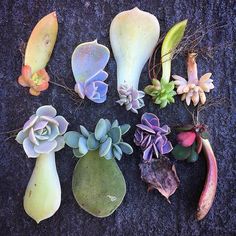 several different types of succulents are arranged on the ground