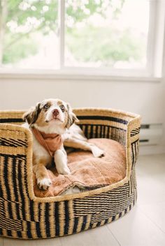 a brown and white dog laying on top of a bed in front of a window