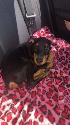 a small black and brown dog laying on top of a blanket in the back seat of a car