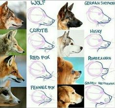 the different types of dogs with their names