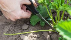 a person cutting through some plants with scissors