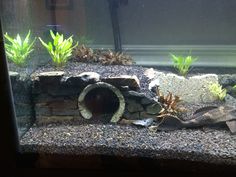 an aquarium with rocks and plants in it