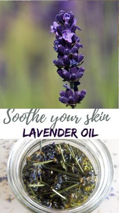 Made of two ingredients this lavender infusion poses excellent calming and relaxing properties that make it perfect for soothing sore muscles or relaxing lavender bath. Diy Natural Beauty Recipes, Healing Wounds, Diy Essential Oil Recipes, Medicinal Herbs Garden, Herbal Salves, Infused Oil