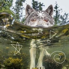 an underwater view of a wolf's head and symbols