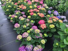 Partial Sun to Full Sun (At Least 5 Hours of Direct Sunlight) Height 2 Feet Width 2.5 Feet Growing Zones 5-9  Wee Bit Giddy Bigleaf Hydrangea is a hybrid cross of two very popular Hydrangeas to give you the best of both plants. From Cityline Paris you get the beautiful rosy red color and more compact growing habit, and from Let’s Dance Rave you get the benefit of its spectacular endurance especially in Zones 5 and 6. Win-win all the way around. As a large flowered perennial, Wee Bit Giddy is going to be the star of the show in your summer garden with its long lasting, continuous reblooming mophead style of bloom. It is salt tolerant as well, so coastal gardeners can appreciate its summertime beauty. Before and after blooming, the glossy dark green leaves will be an attraction all of their Rose Fertilizer, Big Leaf Hydrangea, Types Of Hydrangeas, Bigleaf Hydrangea, Hydrangea Varieties, Hydrangea Care, Hydrangea Garden, Hydrangea Macrophylla, Border Plants