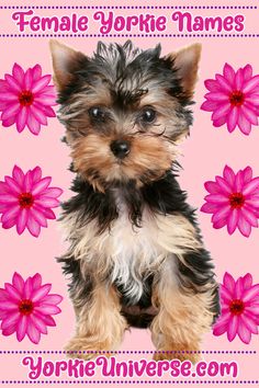 a small dog sitting on top of a pink flowered background with name yorkie names