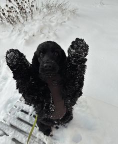 a black dog sitting on top of a snow covered bench