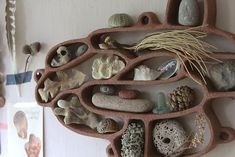 there are many different rocks and shells on this wall hanging in the house or office