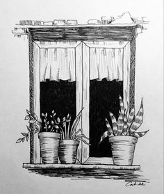 an ink drawing of two potted plants on a window sill with the curtains open