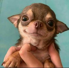 a small chihuahua puppy is being held in someone's hands with one paw on his chest