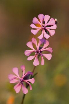 some pink flowers are blooming in the field