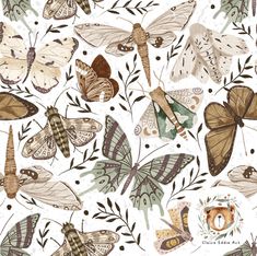 a bunch of butterflies on a white background