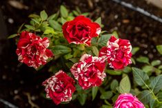 red and white flowers blooming in a garden