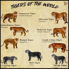 the tigers of the world are depicted in this poster, which shows their different colors and sizes