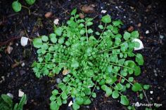 small green plants growing out of the ground