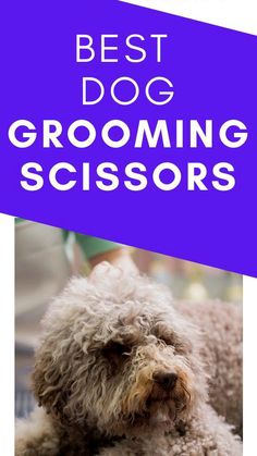 a brown dog laying on top of a floor next to a purple sign that says best dog grooming scissors