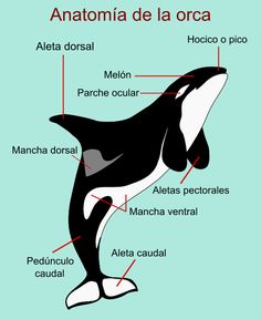 an orca whale's body and its parts labeled in spanish, including the name