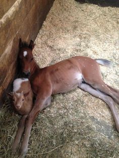 a horse laying on top of hay next to a wall