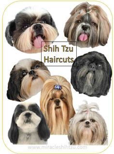 shih tzu haircuts for dogs with different styles and colors on them