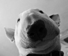 black and white photograph of a stuffed dog wearing a bow tie, looking up at the camera