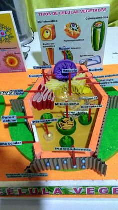 a model of a veggie stand on display at a fair or exhibition, with brochures and other items